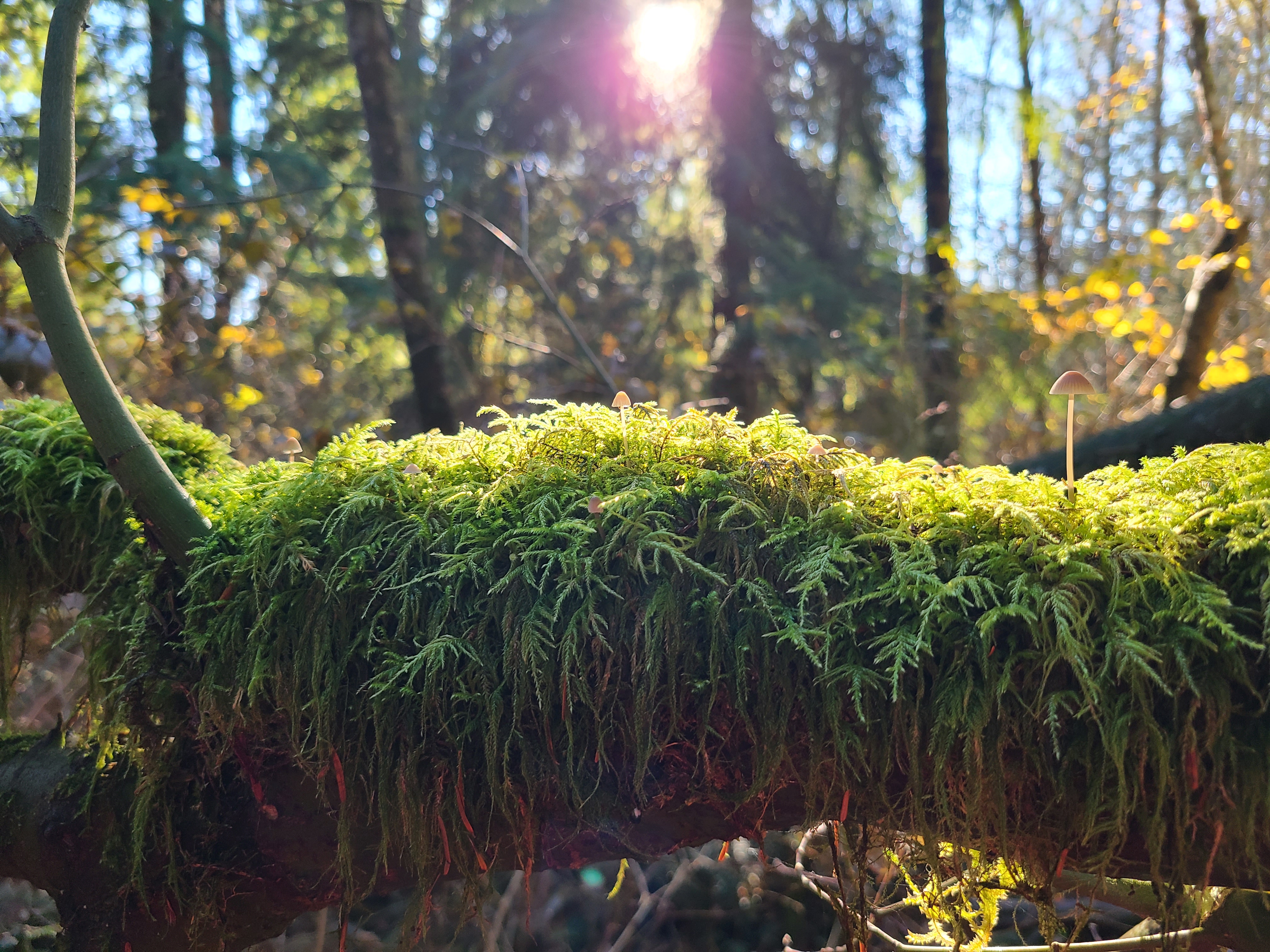 Forest & Nature Program